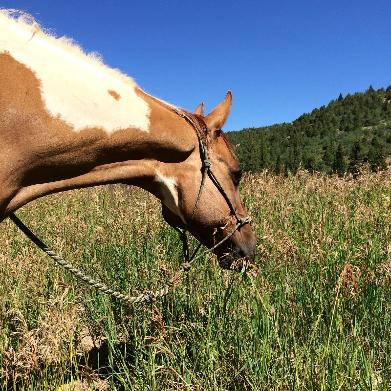 Jauni's Horse