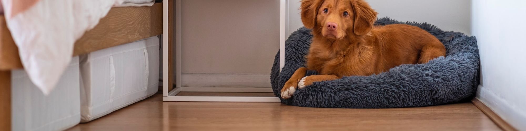 Learn more about flooring tips, tricks and ideas from Pioneer Floor Coverings