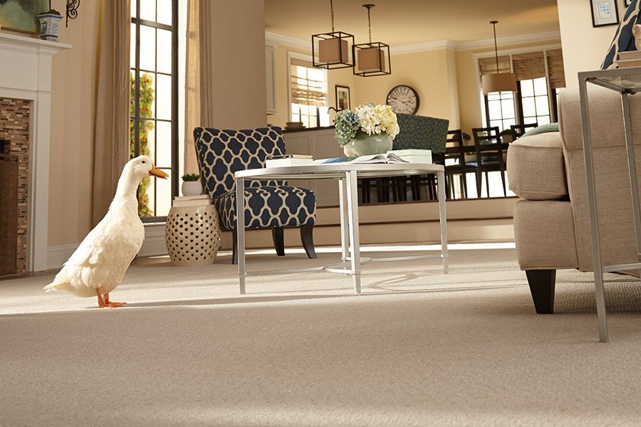Carpeting in Ivins, UT from Pioneer Floor Coverings & Design
