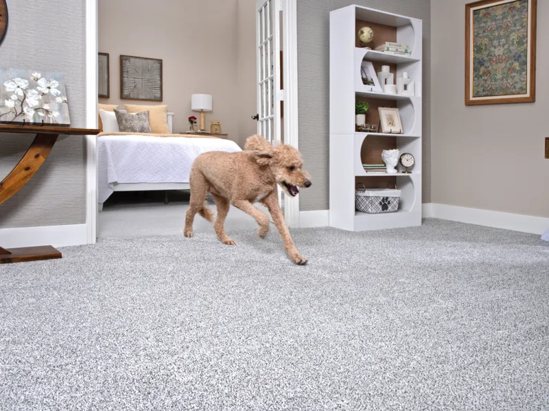 SmartStrand Pet Friendly and Eco Friendly carpet flooring